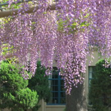 立教女学院短期大学の新しいサイトについて