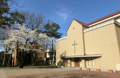 聖マリア礼拝堂と中学校校舎の間にあるオオシマザクラ