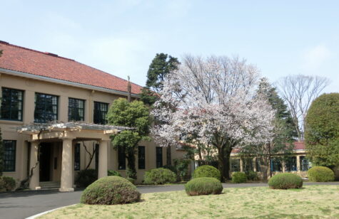 高等学校玄関脇の桜